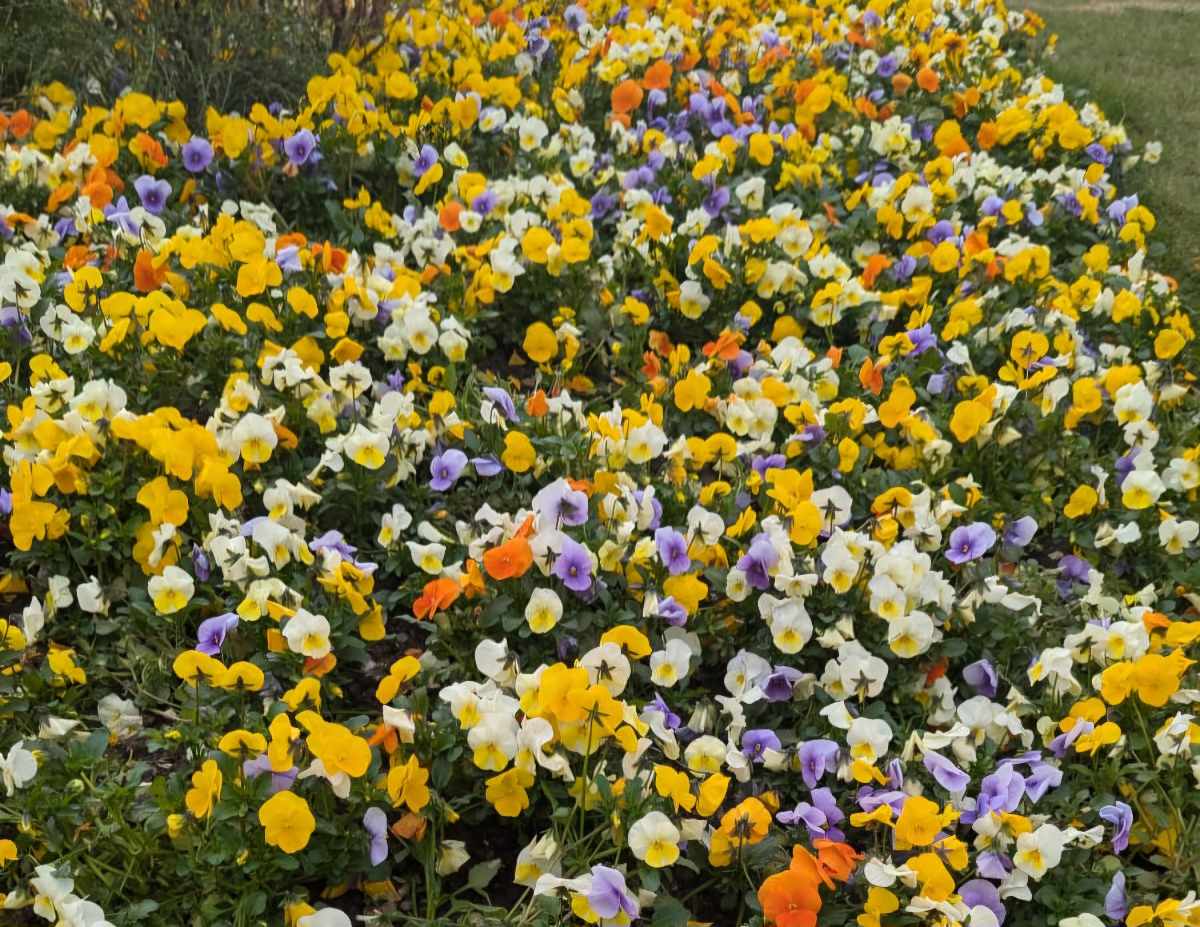 Blütenteppiche in Erfurt – ein floraler Spaziergang zum Verlieben
